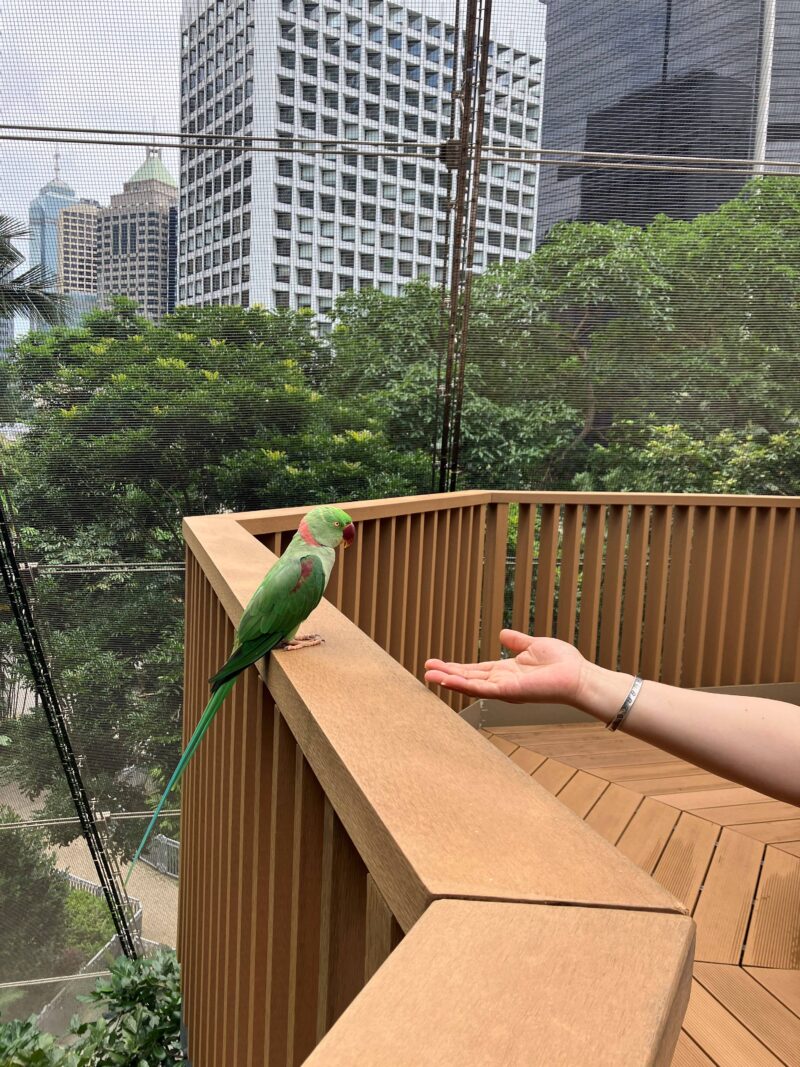 動かないインコ